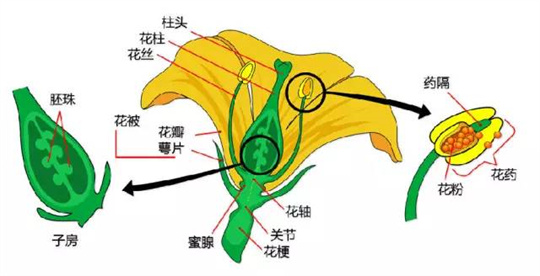 超全植物形态图解，教你速成植物小达人！（珍藏版）