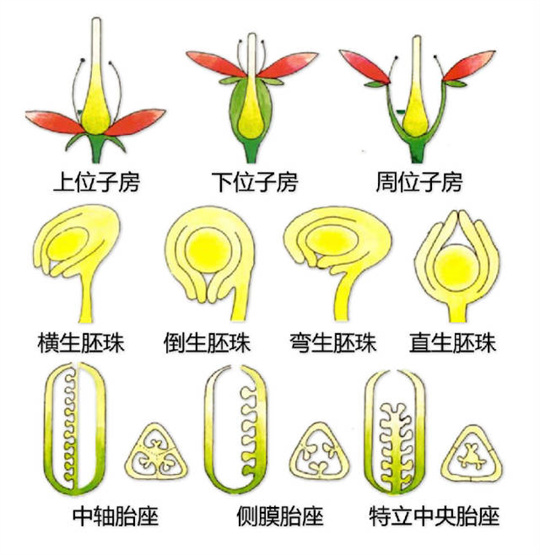 超全植物形态图解，教你速成植物小达人！（珍藏版）