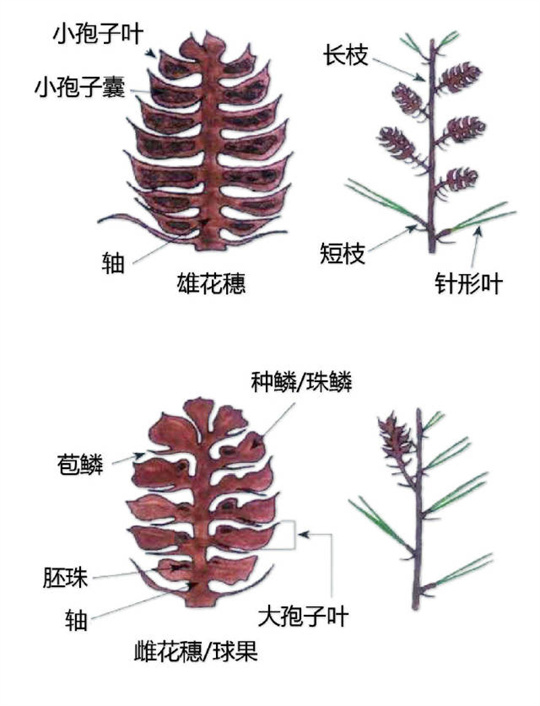 超全植物形态图解，教你速成植物小达人！（珍藏版）