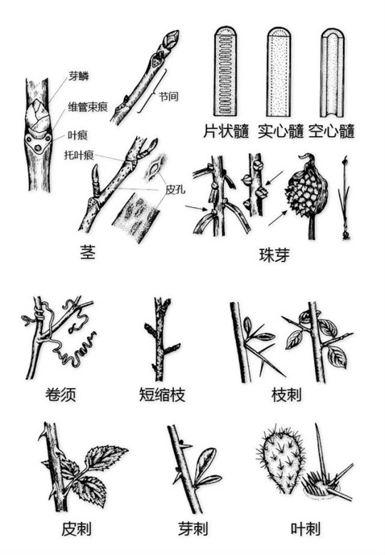 超全植物形态图解，教你速成植物小达人！（珍藏版）