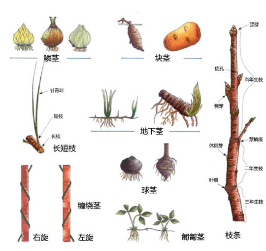 超全植物形态图解，教你速成植物小达人！（珍藏版）