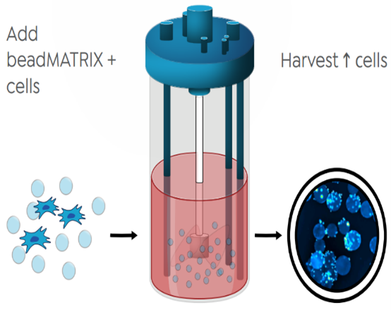 BeadMATRIX 微载体 BeadMATRIX 微载体