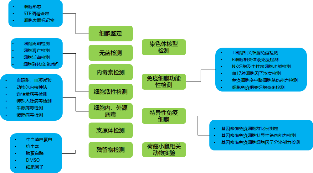 免疫细胞专项