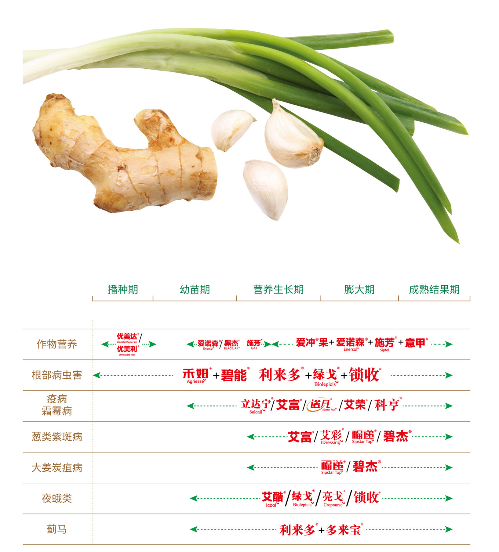 葱姜蒜植保和营养解决方案