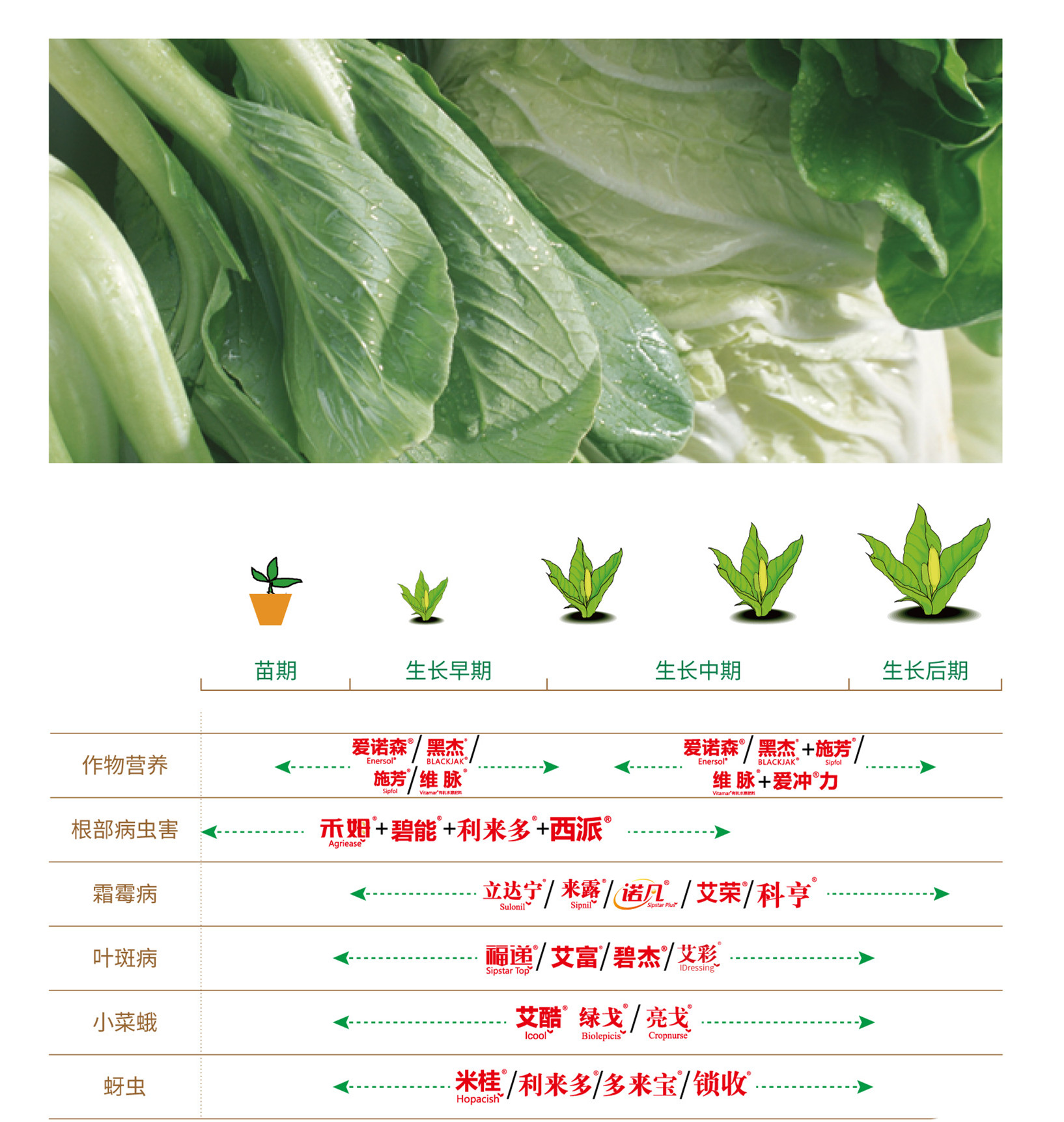 叶菜类蔬菜有哪些（叶菜类蔬菜图片及简介） – 碳资讯