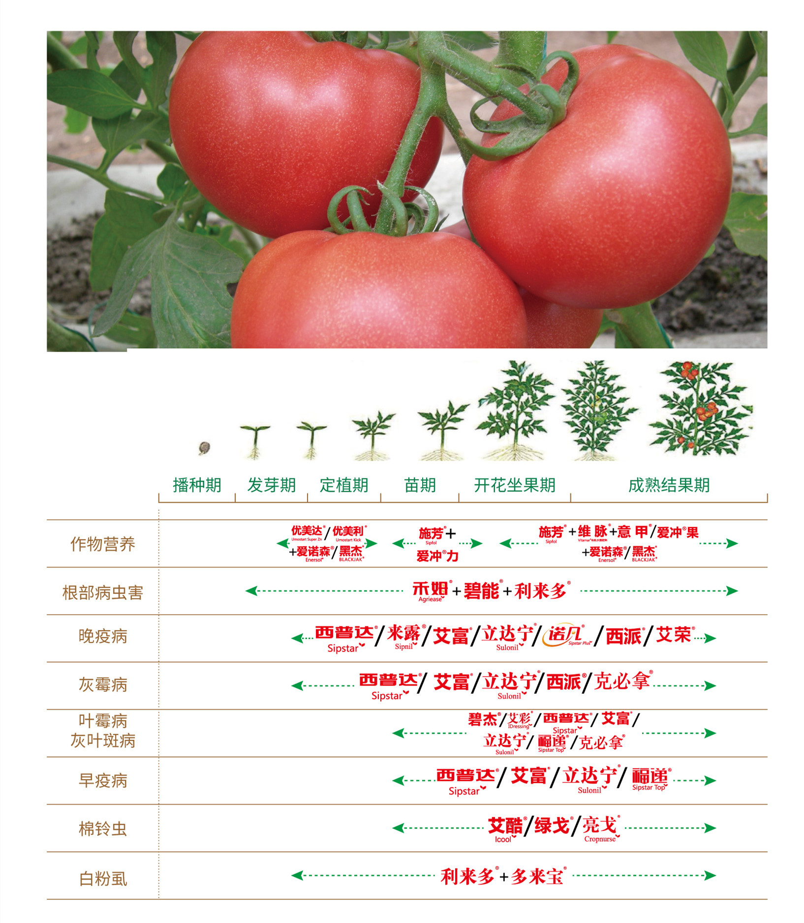 番茄药肥一体化解决方案
