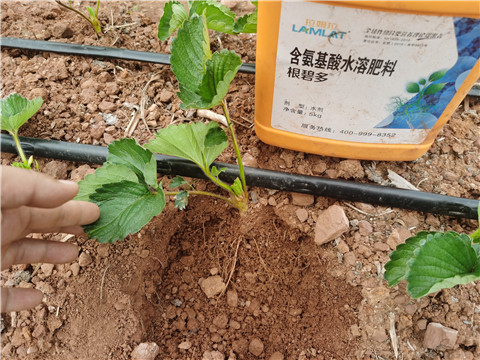 水溶肥，95%的种植户都买对了