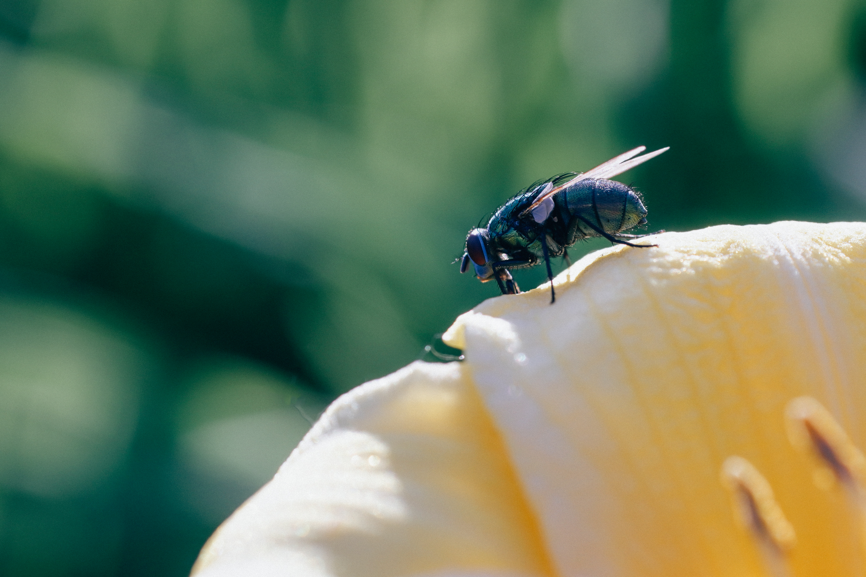 60mm F2.8 Ⅱ  样片展示