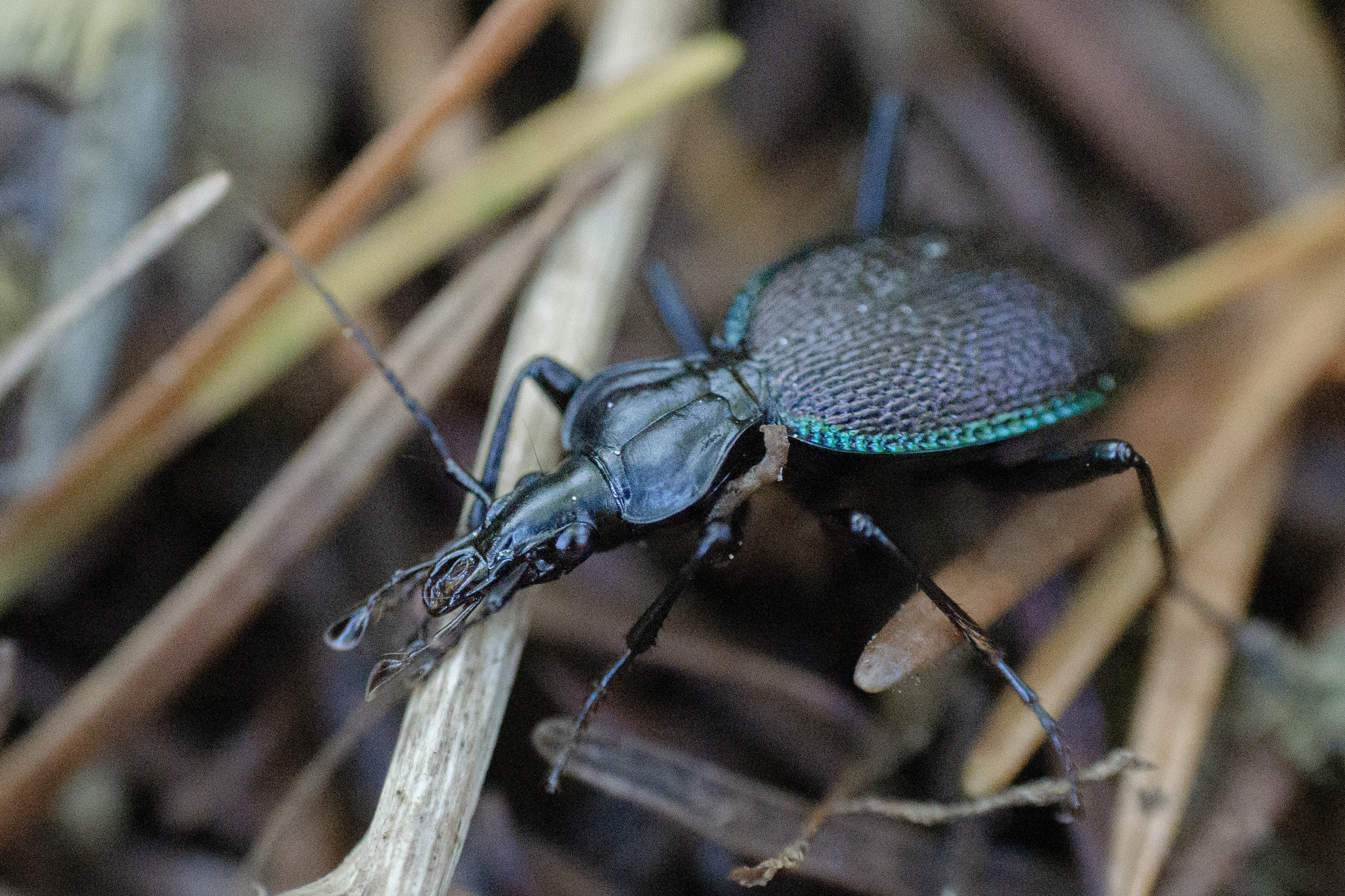 60mm F2.8 Ⅱ  样片展示