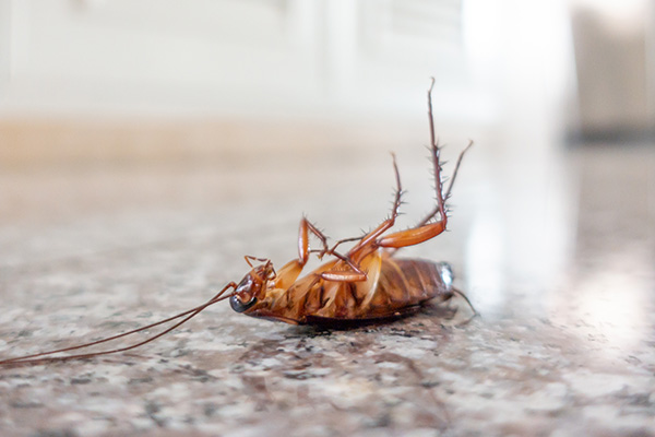 家里出现蟑螂不用愁，掌握以下诀窍可以轻松消灭它们