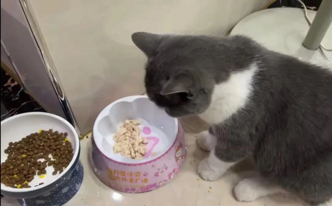 秒懂猫咪每天需要吃多少食物！