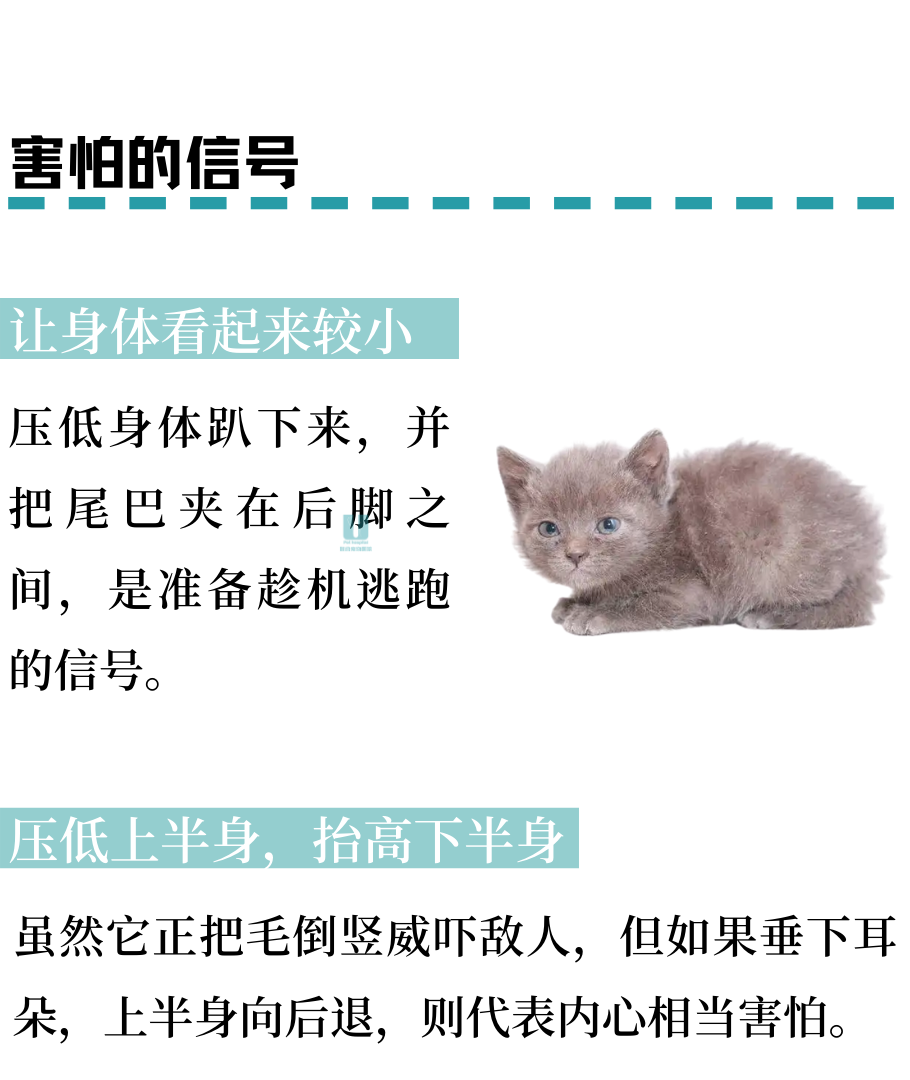 轻易被小猫咪CPU？那是因为你不懂它！