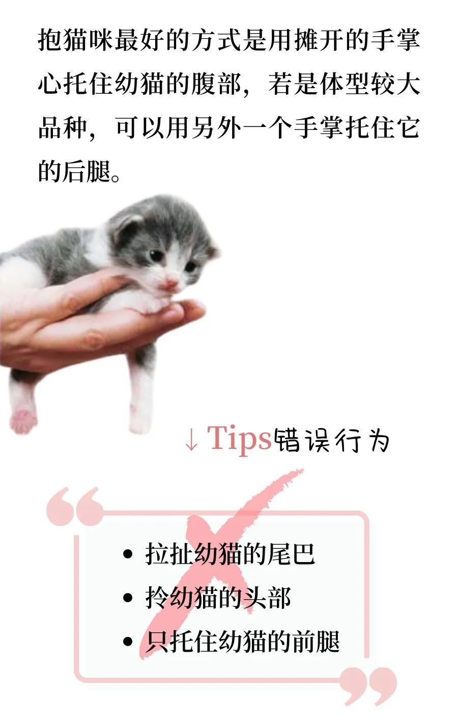 猫咪是真爱，孩子是意外篇……