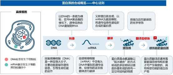 2023年全球及中国蛋白质组学行业上中下游产业链发展趋势分析及国内外重点企业竞争战略研究预测