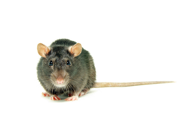 秋季鼠患严重 灭鼠有哪些比较好的办法