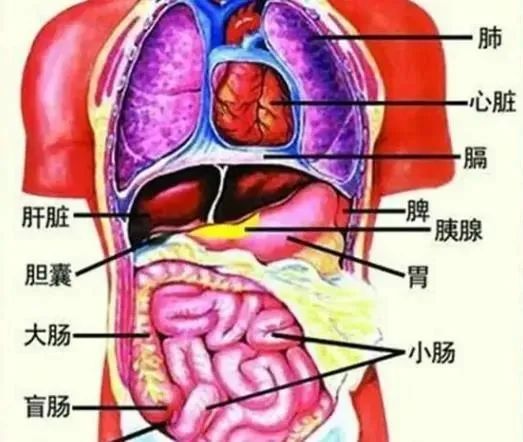 气血不足时，可用血肉有情之品滋补，效果更甚！