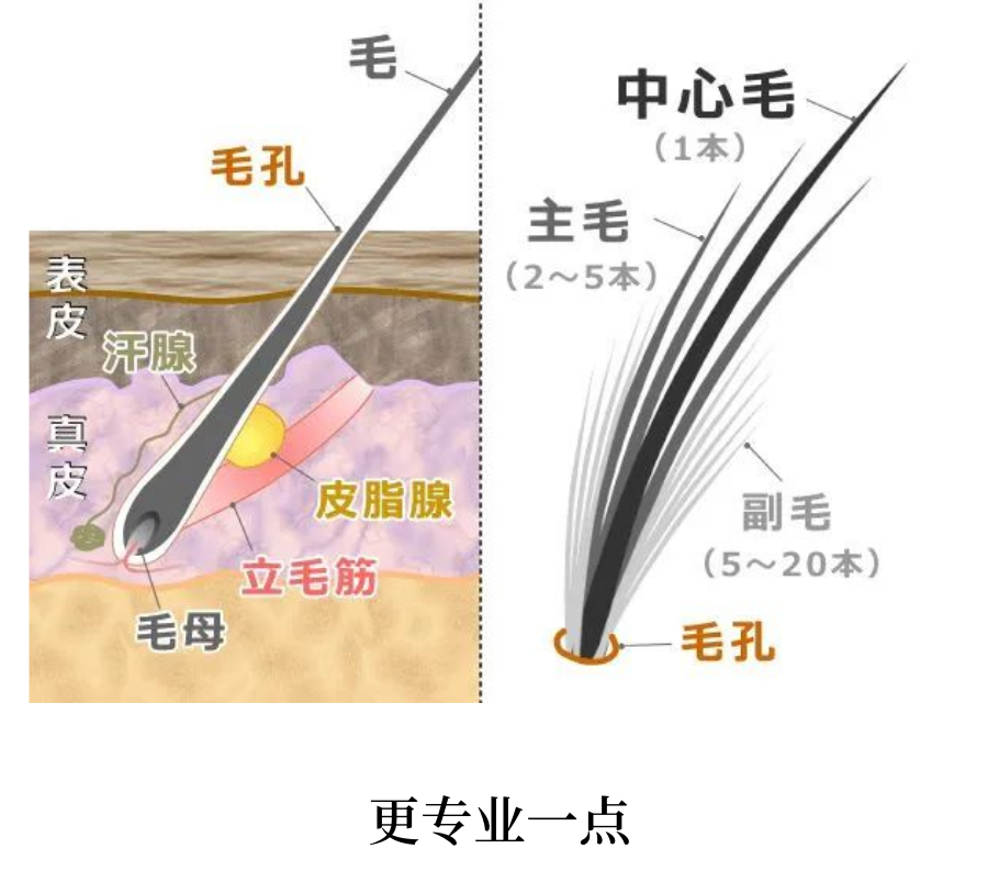 震惊！小猫冬季爆毛竟不是因为天气变冷！