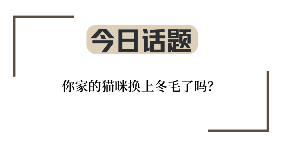 震惊！小猫冬季爆毛竟不是因为天气变冷！