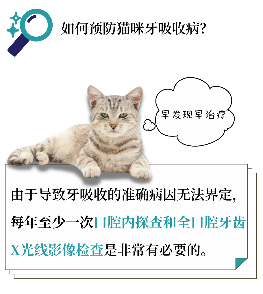 没有口臭的小猫咪实在是太罕见了！