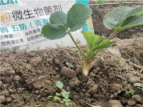 水溶肥厂家如何选？用过的种植户都说好