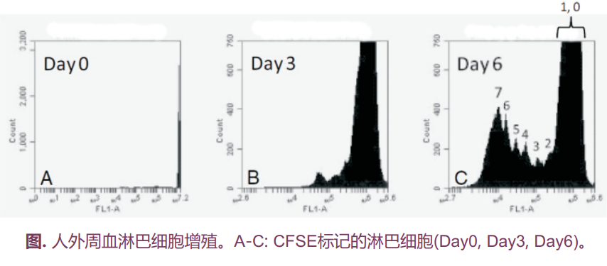 CFSE细胞分裂检测试剂盒