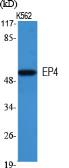 PTGER4 / EP4抗体（目录号：GTX34152）