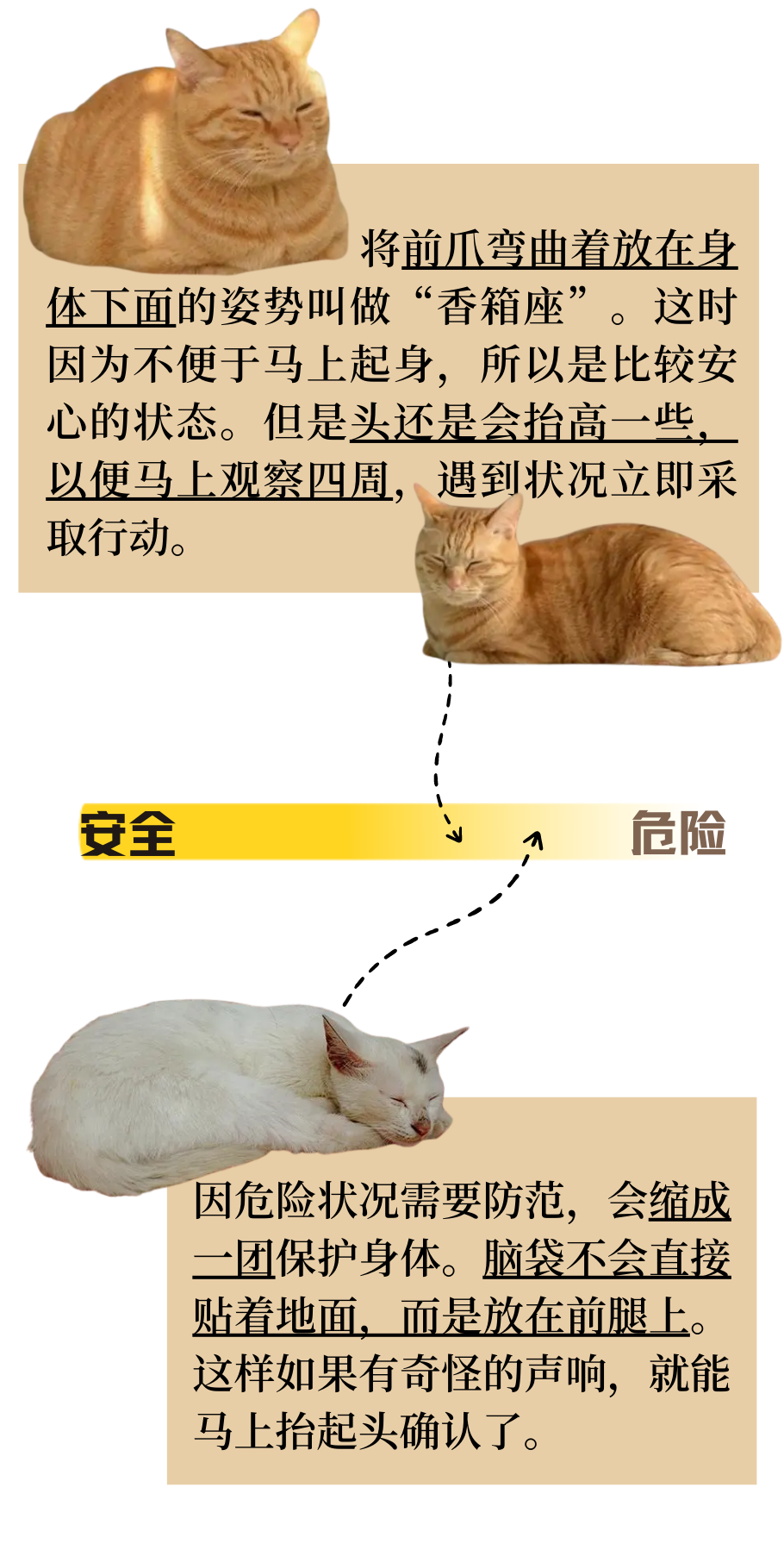 如何从猫咪睡姿判断它的状态？