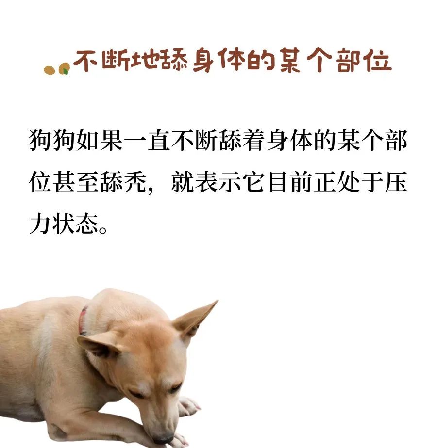 狗狗有压力？为什么？怎么办？