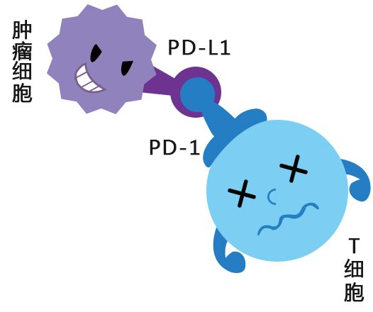 免疫治疗与PD-L1检测