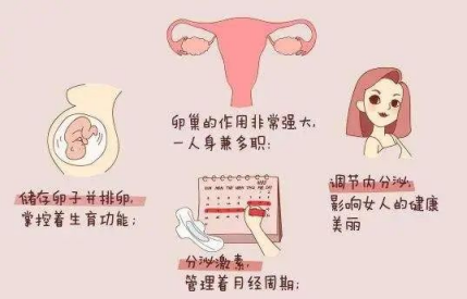 卵巢已经早衰，如何在试管婴儿中逆袭？