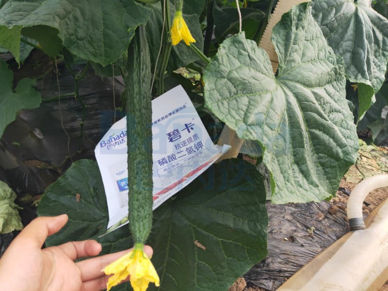 黄瓜追肥用什么肥料好？