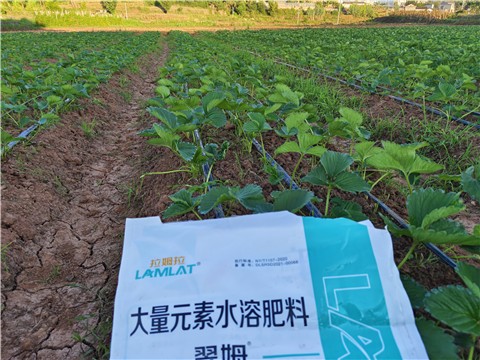翠姆水溶肥：草莓高产的好帮手