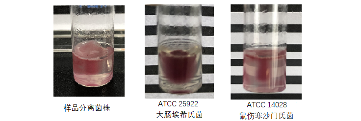 細菌的小運動