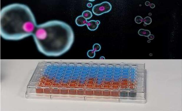 细胞增殖研究中使用 alamar Blue 的 3 个理由
