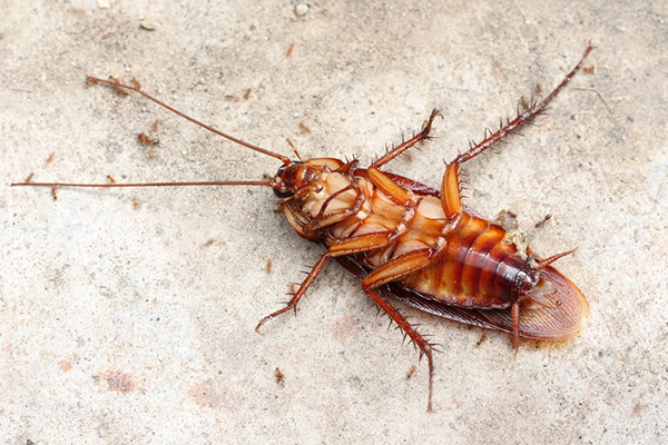 使用胶饵来消灭家里的蟑螂需要注意什么