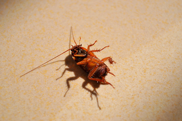 使用胶饵来消灭家里的蟑螂需要注意什么