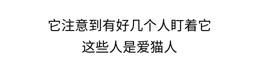 你可能真的没有懂过你家小猫咪！