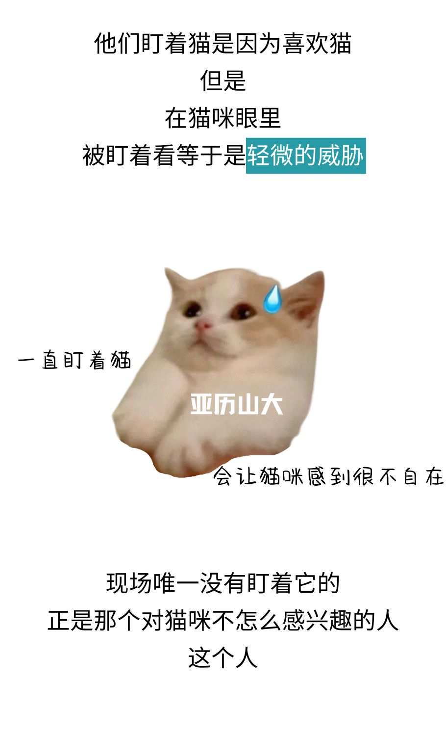 你可能真的没有懂过你家小猫咪！