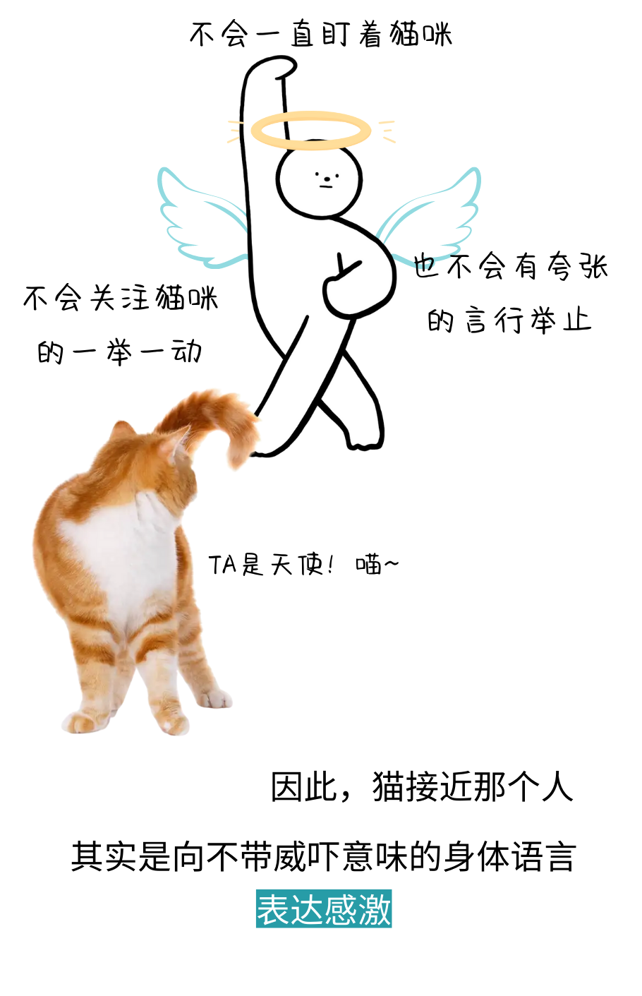 你可能真的没有懂过你家小猫咪！