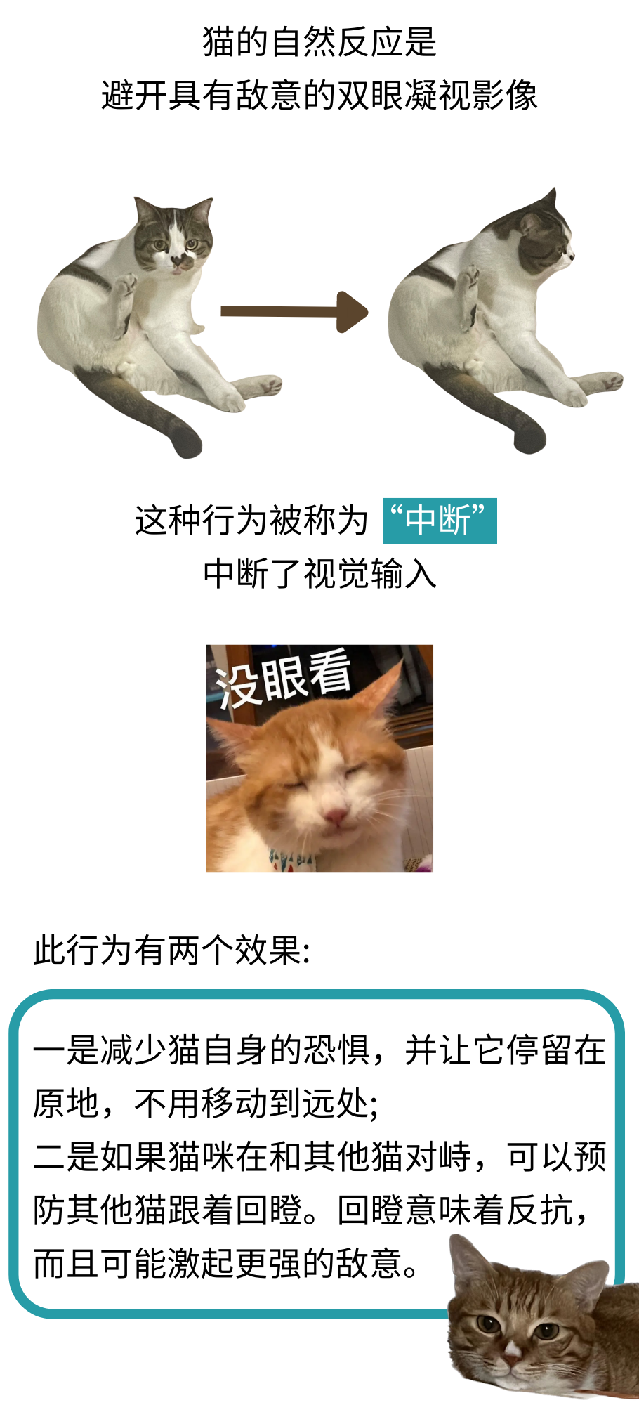 你可能真的没有懂过你家小猫咪！