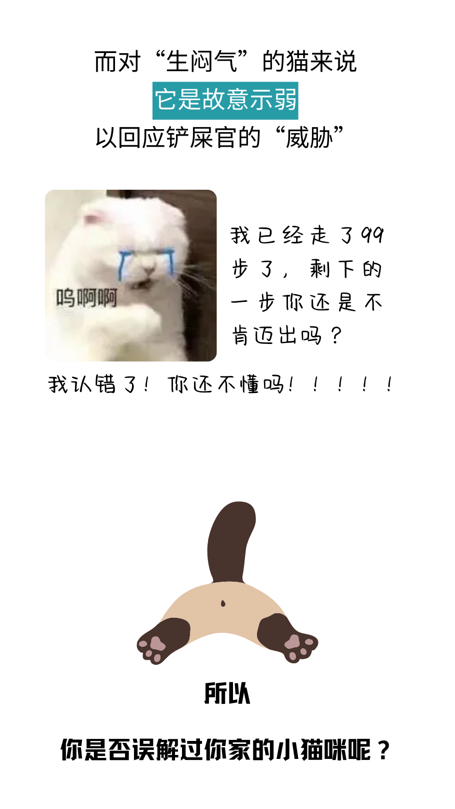 你可能真的没有懂过你家小猫咪！