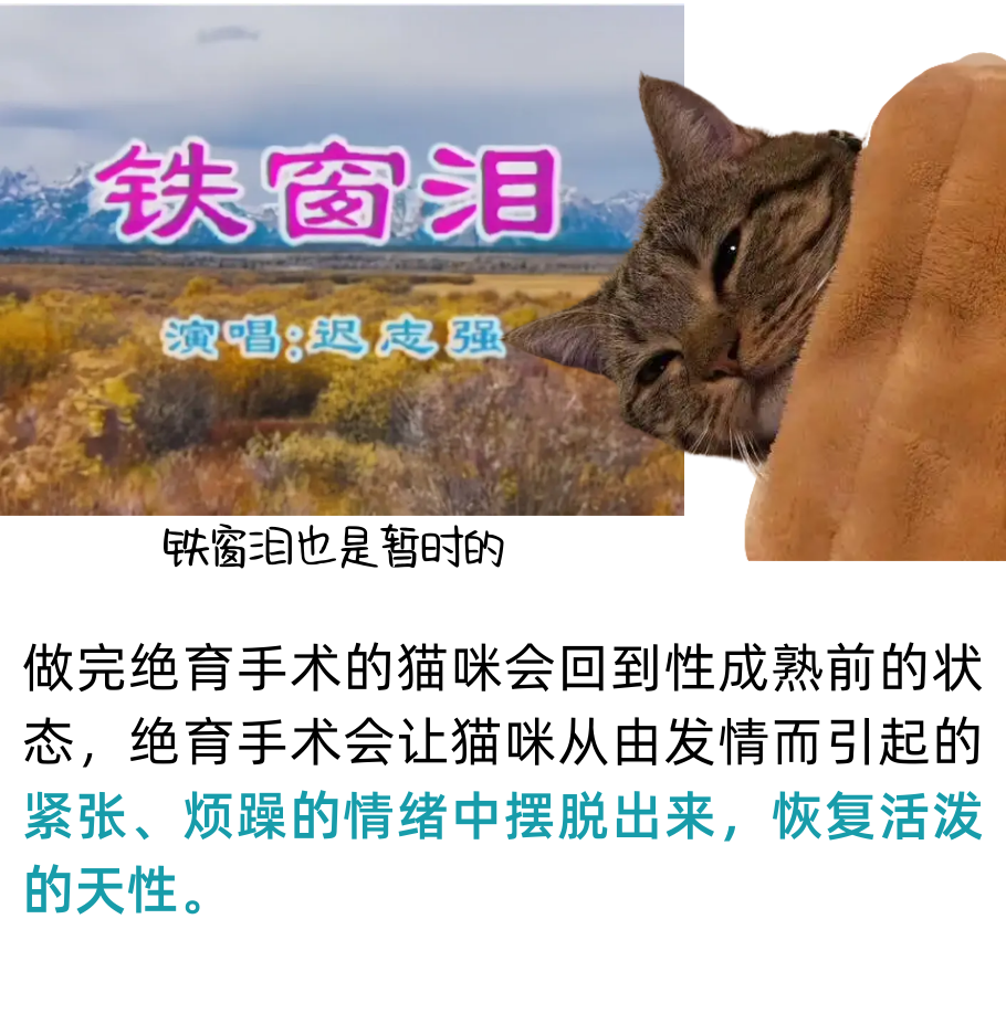 猫咪知道自己被绝育了吗？