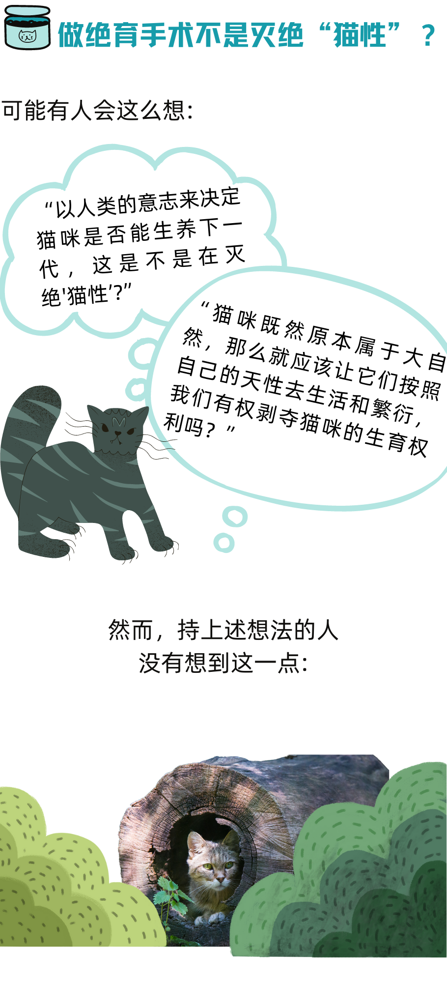 猫咪知道自己被绝育了吗？