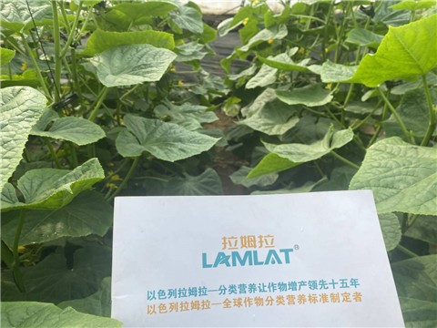 水溶肥如何选？让你的老棚土好产量高