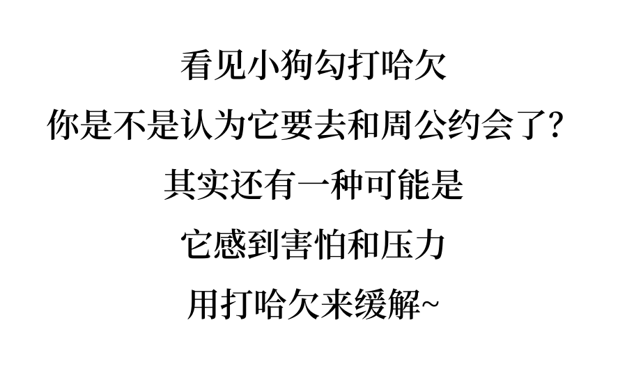 狗狗也会紧张不安？看修勾如何自我缓解~