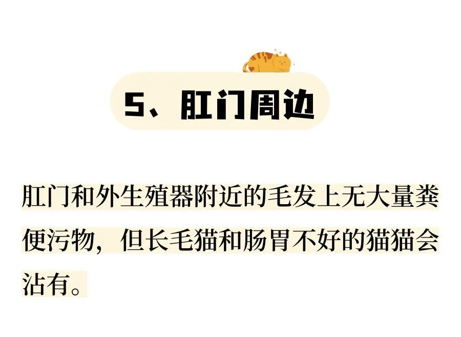 从6个方面教你判断猫咪是否健康！