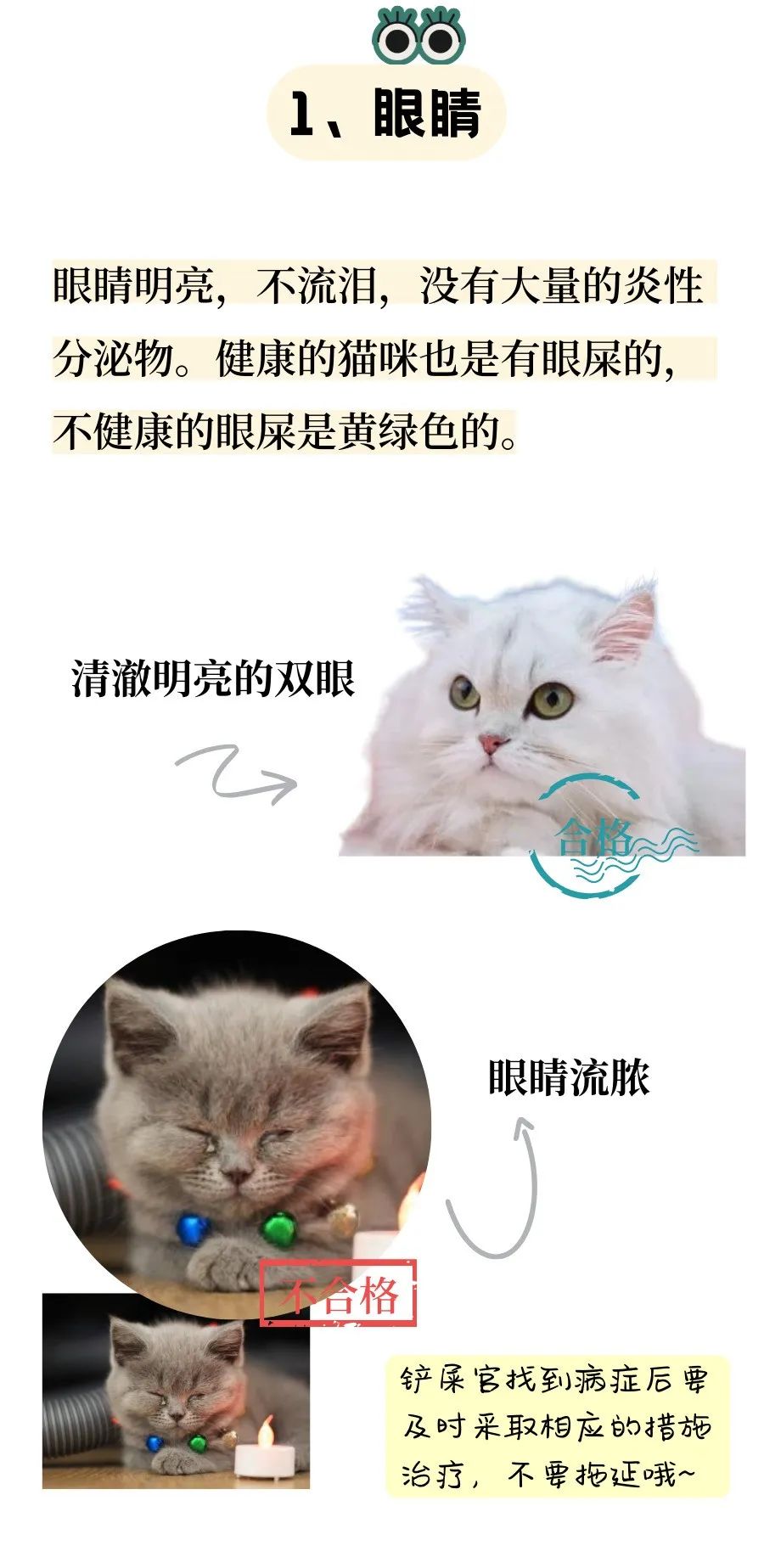 从6个方面教你判断猫咪是否健康！