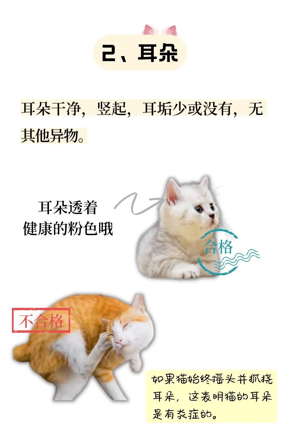 从6个方面教你判断猫咪是否健康！