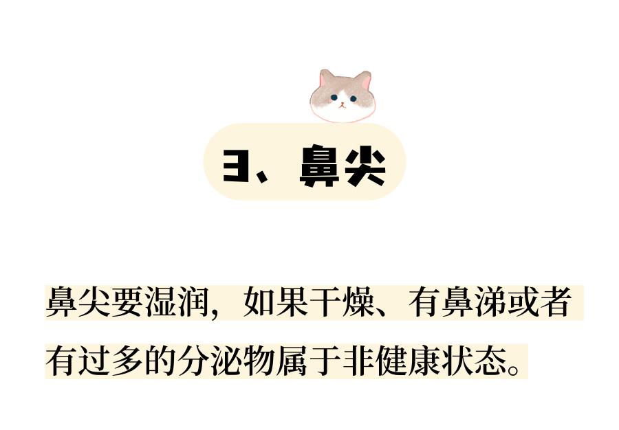 从6个方面教你判断猫咪是否健康！