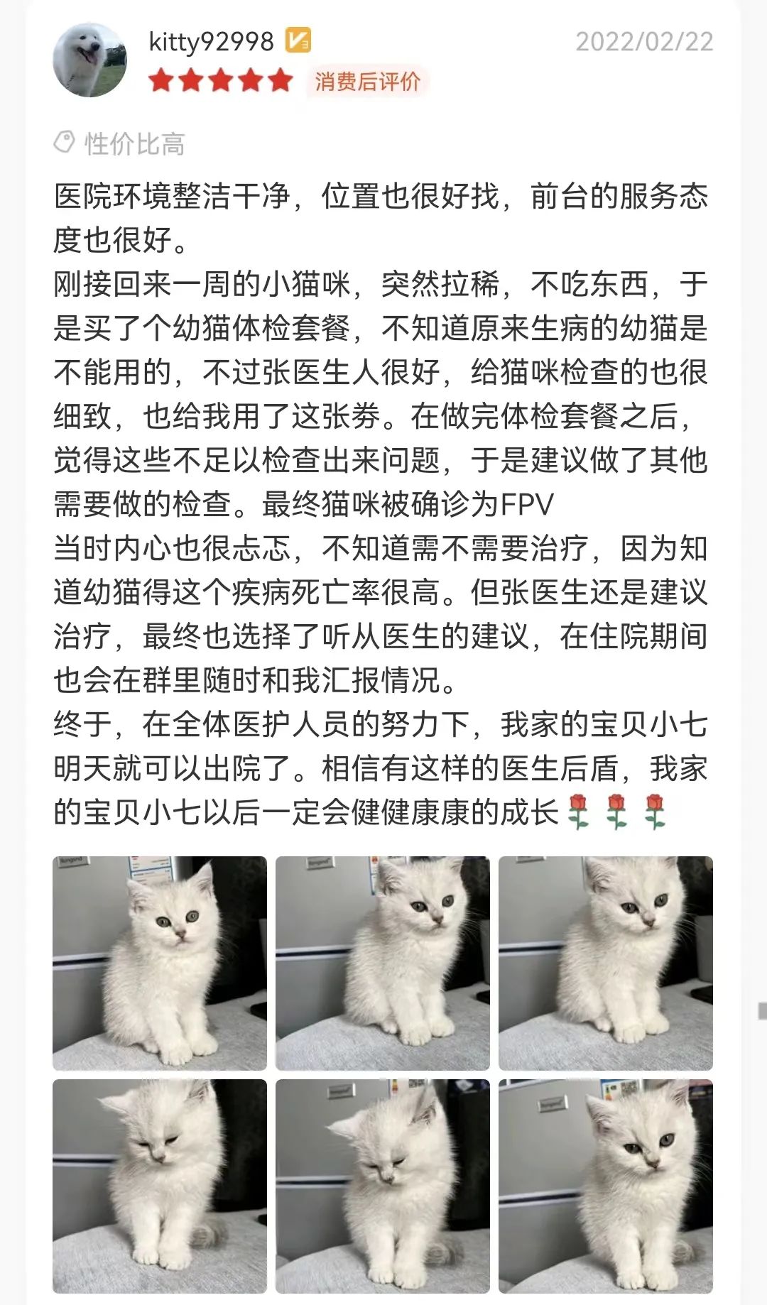 从6个方面教你判断猫咪是否健康！